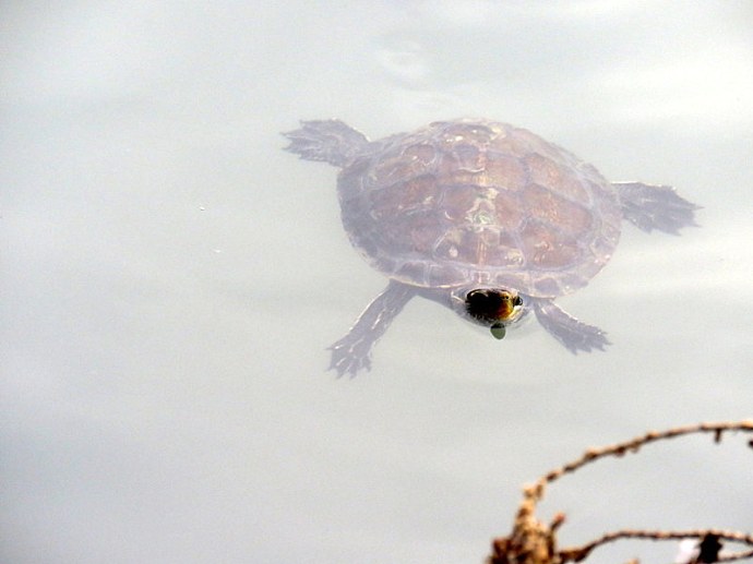 cherepahy_img_2496-001