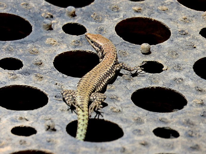 lizard_img_7079-001