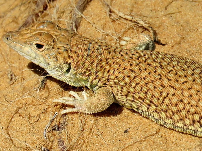 mesalina-guttulata-yascheriza_img_9922-001