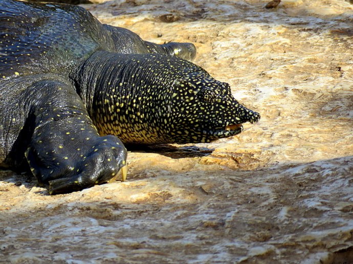 trionyx-triunguis-img_0314-001