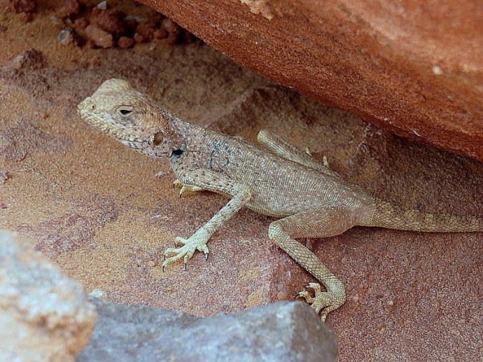 yascher_img_8843-002