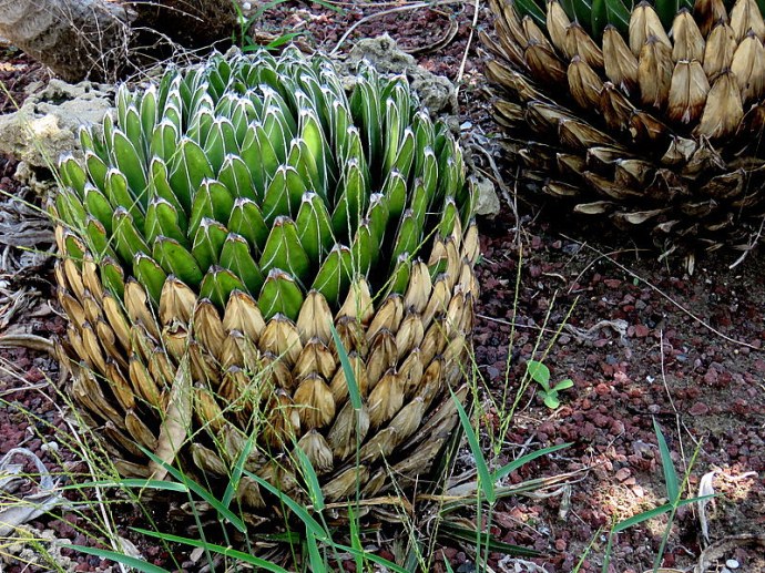 8afe4-agave2bvictoriae-reginae2bimg_6347-001