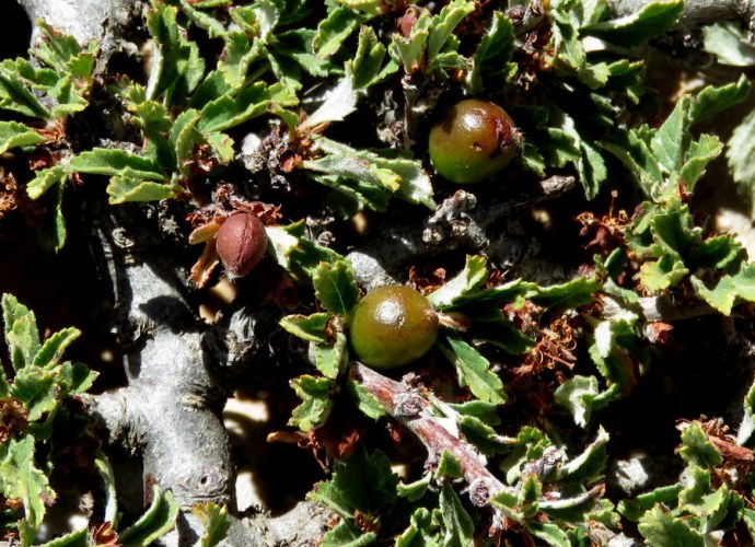 1-Cerasus prostrata IMG_2156