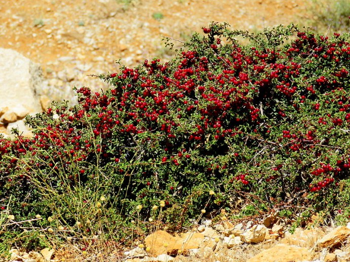 Cerasus prostrata IMG_9500-001