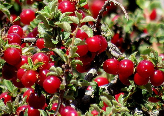 Cerasus prostrata IMG_9509-002