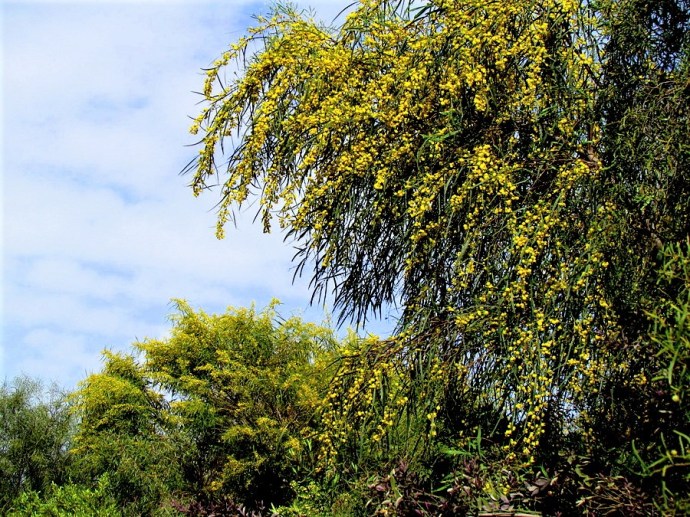 Acacia saligna_IMG_8018