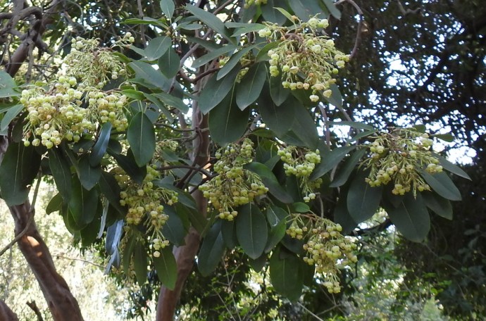 1-Arbutus DSCN8426-001