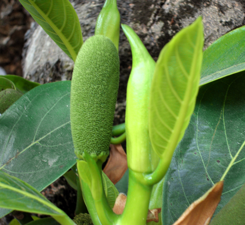 Artocarpus_heterophyllus IMG_0416