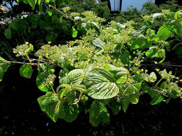 Viburnum dilatatum IMG_4878-002