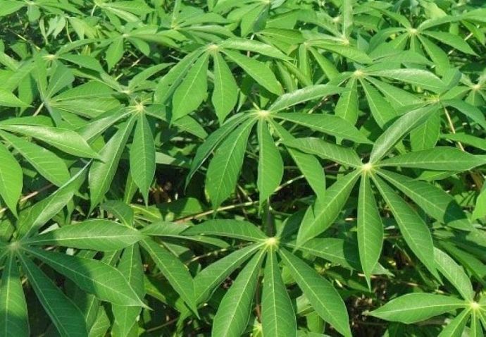 1-1-Manihot_esculenta_IMG_5108-1