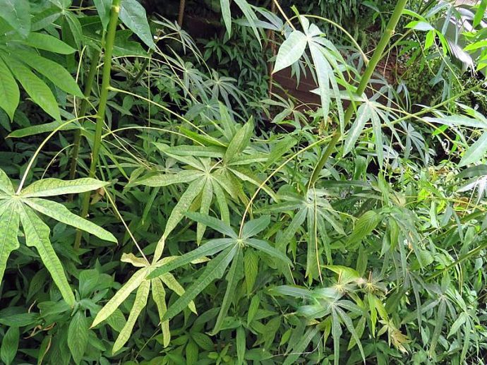 1-Manihot_esculenta_IMG_5107