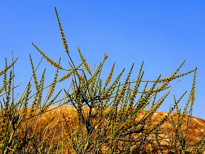 Ochradenus baccatus IMG_0602-002