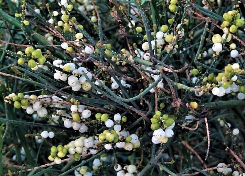 Ochradenus baccatus_DSCN6823 (4)-1