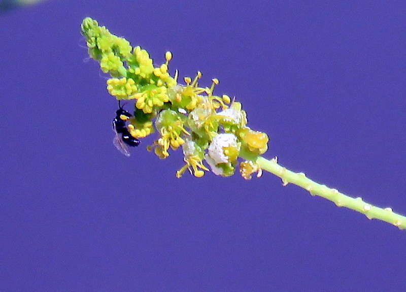 Ochradenus baccatus_IMG_2084-003-b