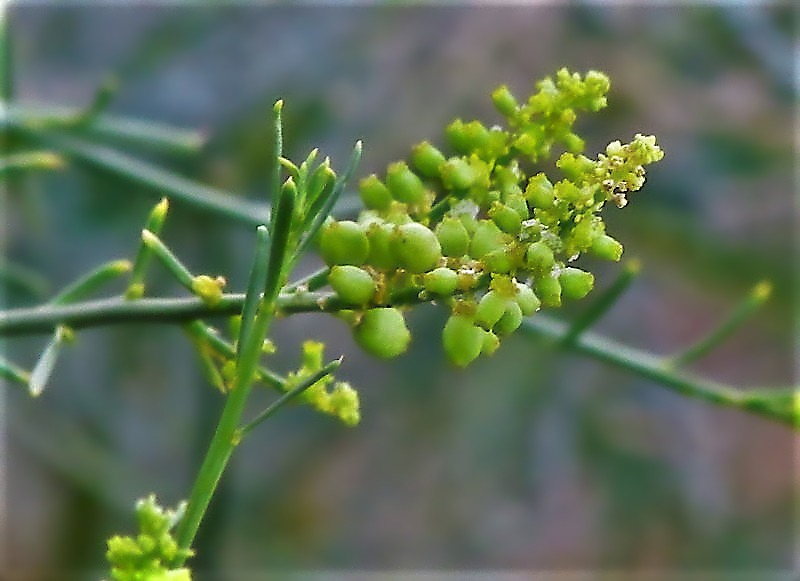 Ochradenus baccatus_IMG_3756-b