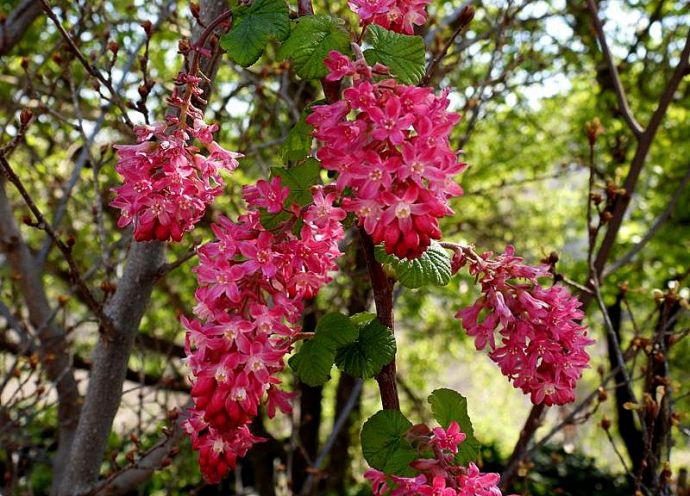1-Smorodina_Ribes_sanguineum2