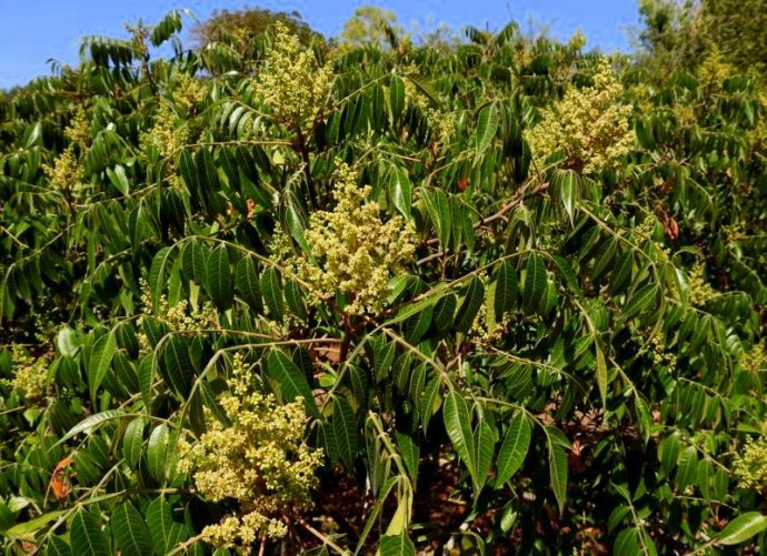 1-Sumah_Kopal_Rhus_copallinum2