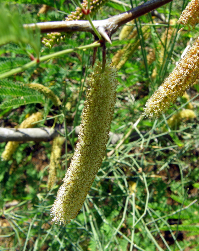 Prosopis alba P5050186