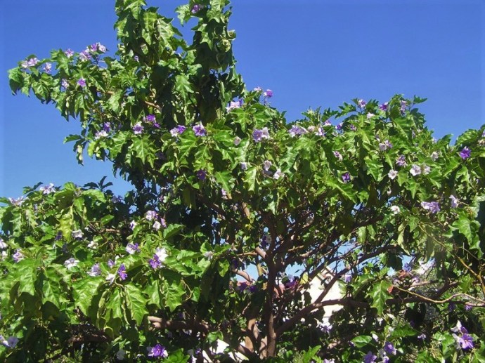 Solanum macranthum_DSCN0615_z (2)