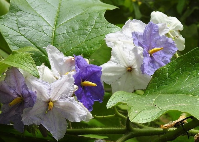 Solanum macranthum_DSCN0619-1 (2)