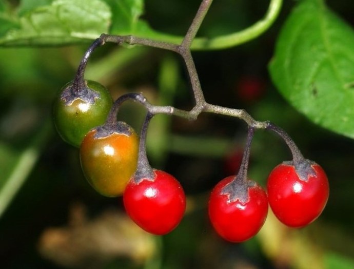 Solanum rantonnetii_DSCN0627 (5)-1