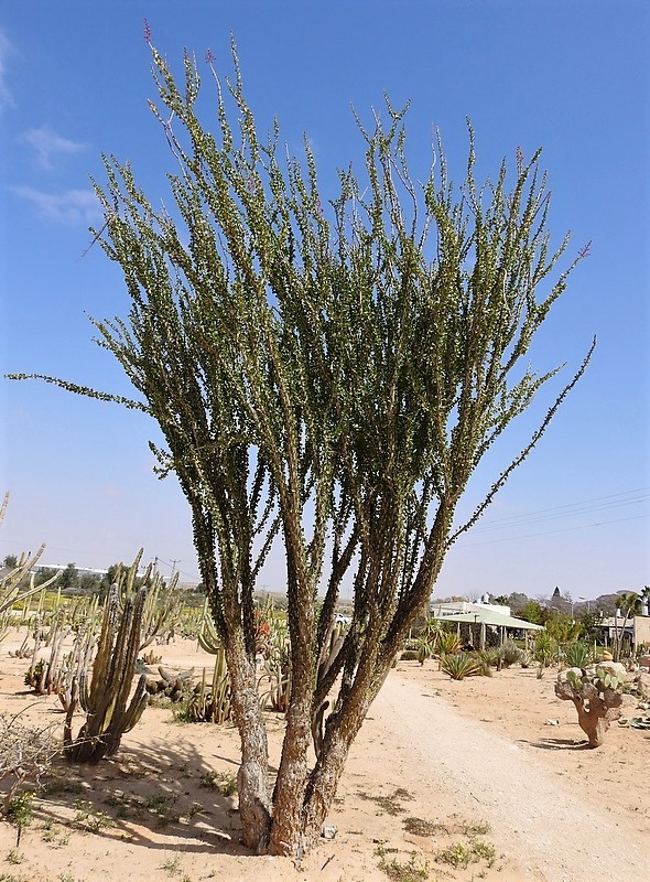 Fouquieria_splendens_DSCN9351