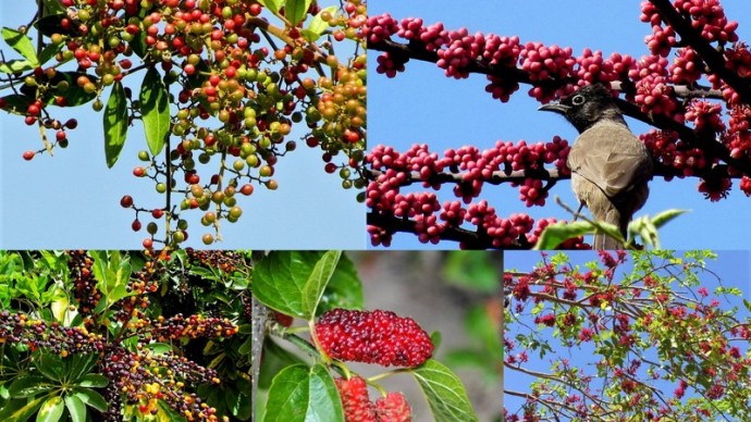 1-Collage_der_Shinus