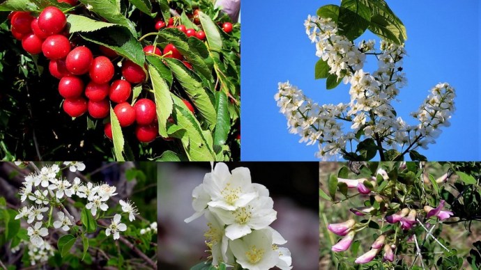 1-Collage_der_z_Cheremuha