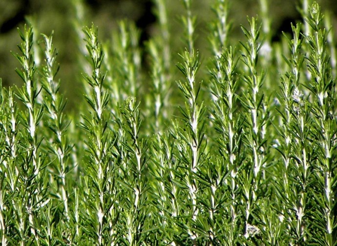 1-Rozmarin_P1130928 (2)