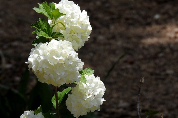 1-Kalina_Viburnum opulus f. roseum_DSCN9770