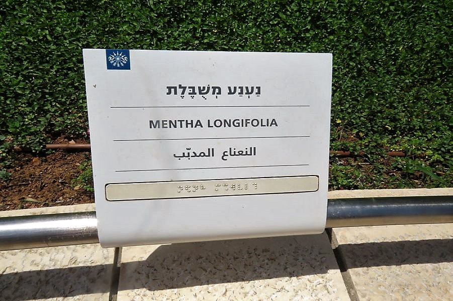 Mentha longifolia IMG_2724-2 (2)