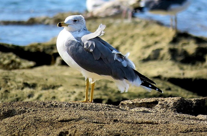 Chayka_IMG_2127-001 (2)