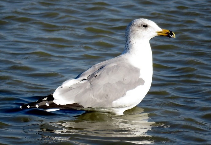 Chayka_Larus armenicus_IMG_3253 (2)