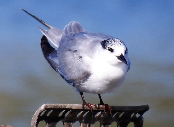 Krachka_Belosch_Bolotn_DSCN1017_(3)