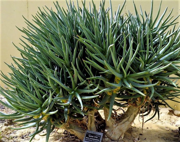 Aloe ramosissima_DSCN9724 (2)