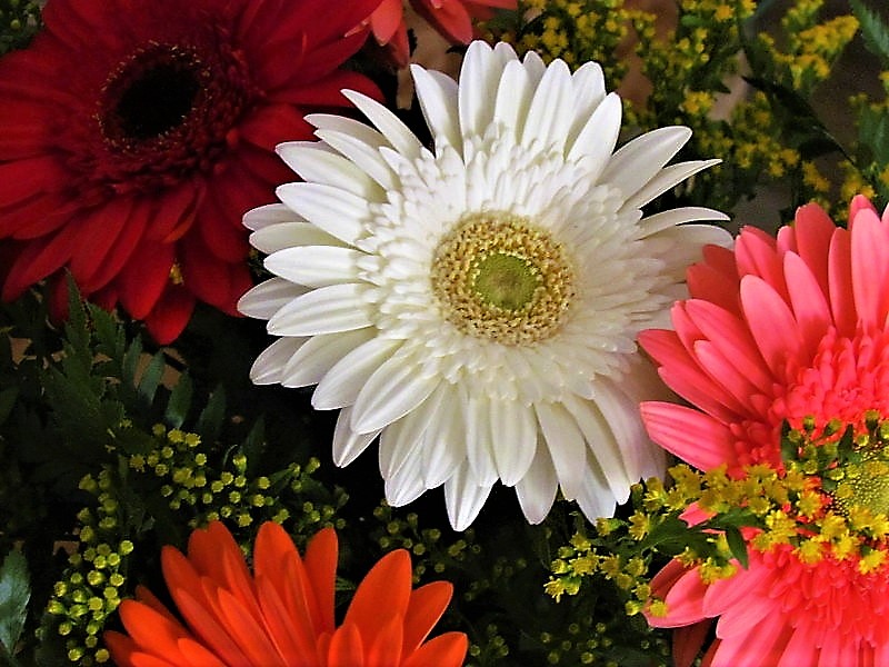 Гербера – цветок солнца Гербера – цветок солнца