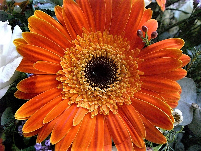 Гербера – цветок солнца Гербера – цветок солнца