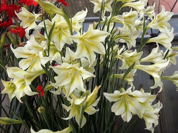 Gladiolus_tristis_IMG_4052 (2)