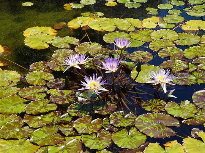 1-Kuvshinka_DSCN1052 (2)