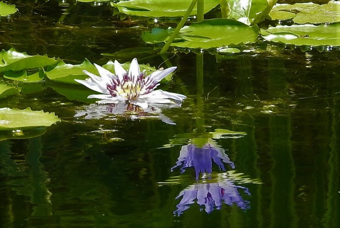 1-Kuvshinka_DSCN1103 (2)