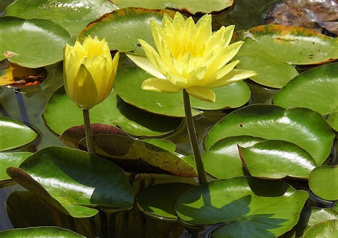 1-Kuvshinka_DSCN1105 (2)