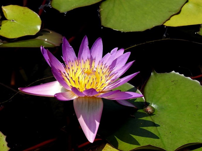 1-Kuvshinka_DSCN1122 (2)