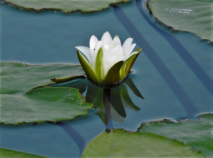 1-Kuvshinka_DSCN1396-001 (2)