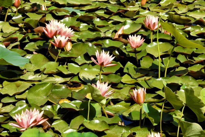 1-Nimfea_DSCN0124 (2)