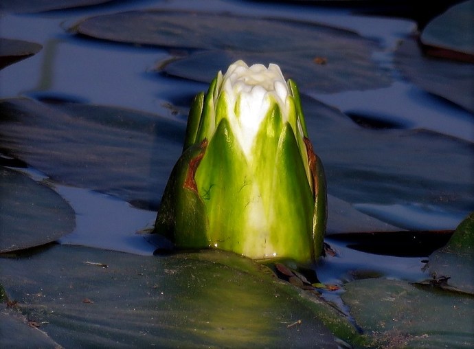 1-Nimfea_IMG_0629 (2)