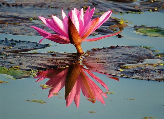 1-Nimfea_IMG_0672 (2)