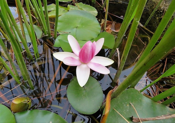 1-Nimfea_IMG_2709 (2)