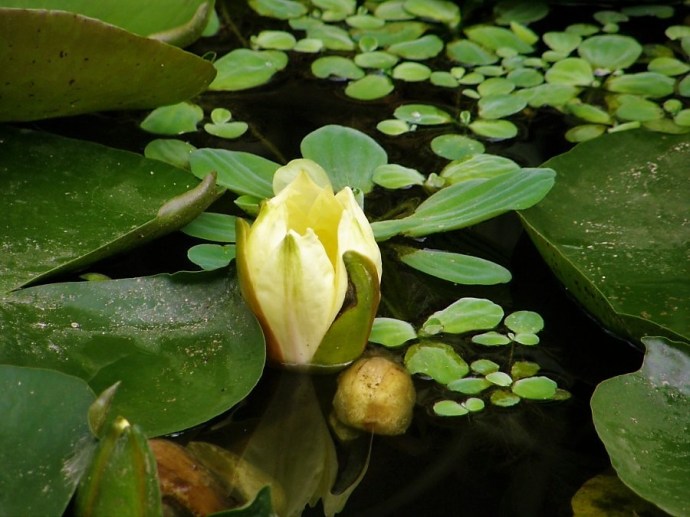 1-Nimfeia_247333_900 (2)