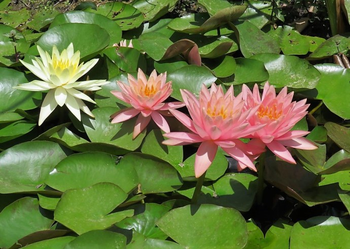 1-Nymphaea odorata IMG_2671 (2)