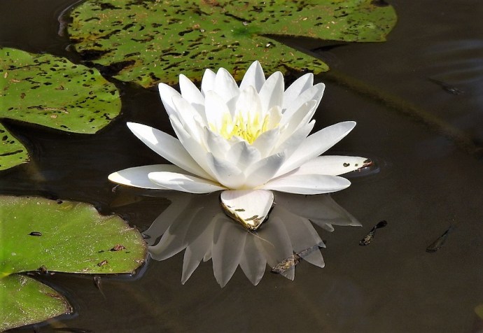 1-Prud_Nymphaea alba DSCN3390 (2)